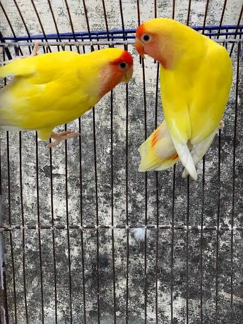 Lutino Rosy-faced Lovebird — photo 3