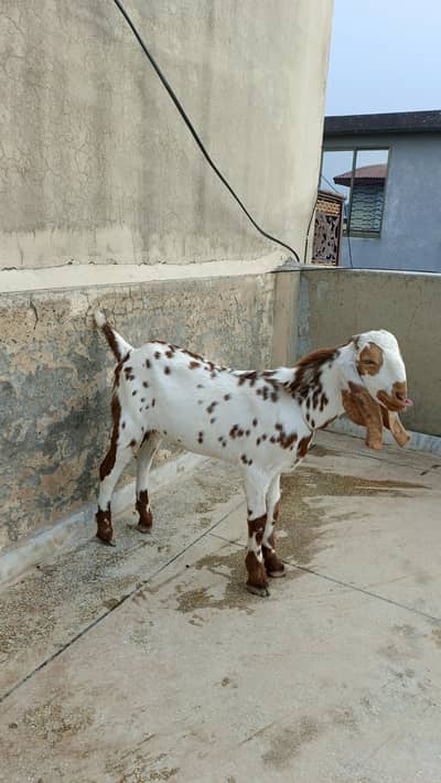 6 months Goat for sale