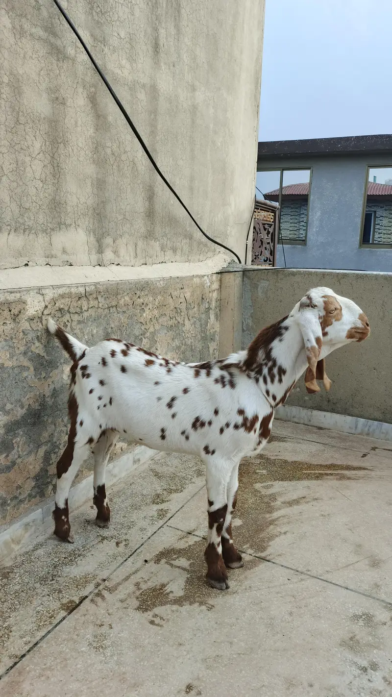 6 months Goat for sale — photo 2