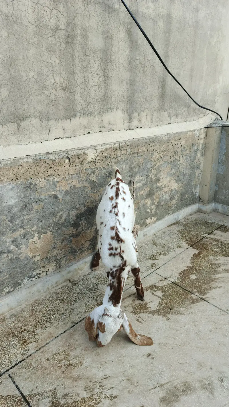 6 months Goat for sale — photo 3