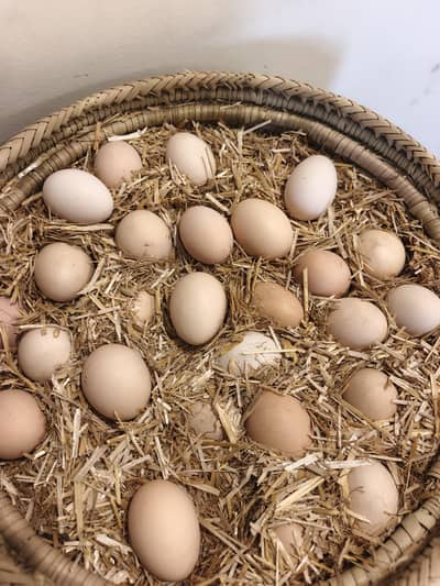 fresh egg of pure chicken