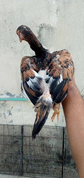 Aseel female pathy 1