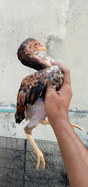 Aseel female pathy 4