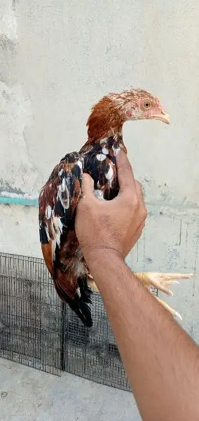 Aseel female pathy — photo 6