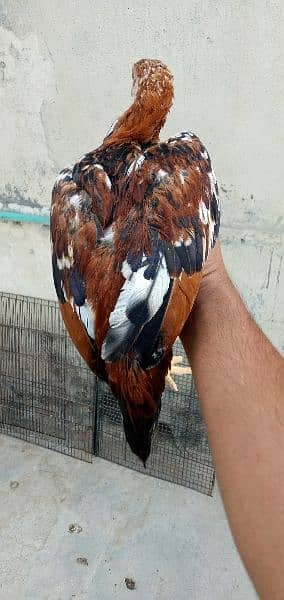 Aseel female pathy 7