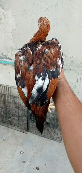 Aseel female pathy — photo 8
