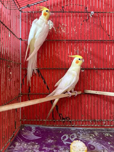 Cocktail breeder pair