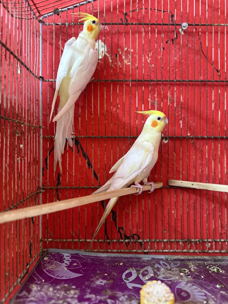 Cocktail breeder pair 0