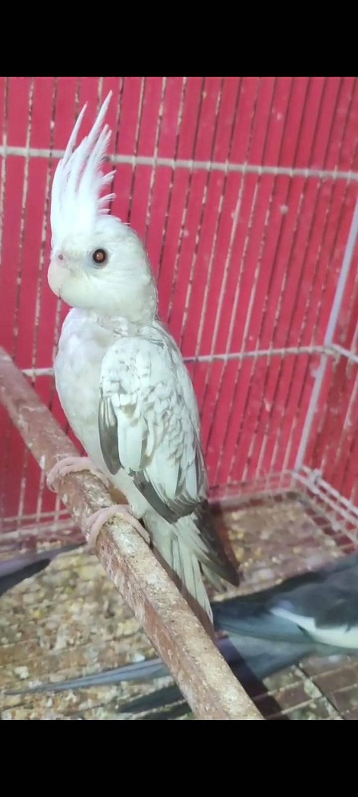 Cocktail breeder pair 1