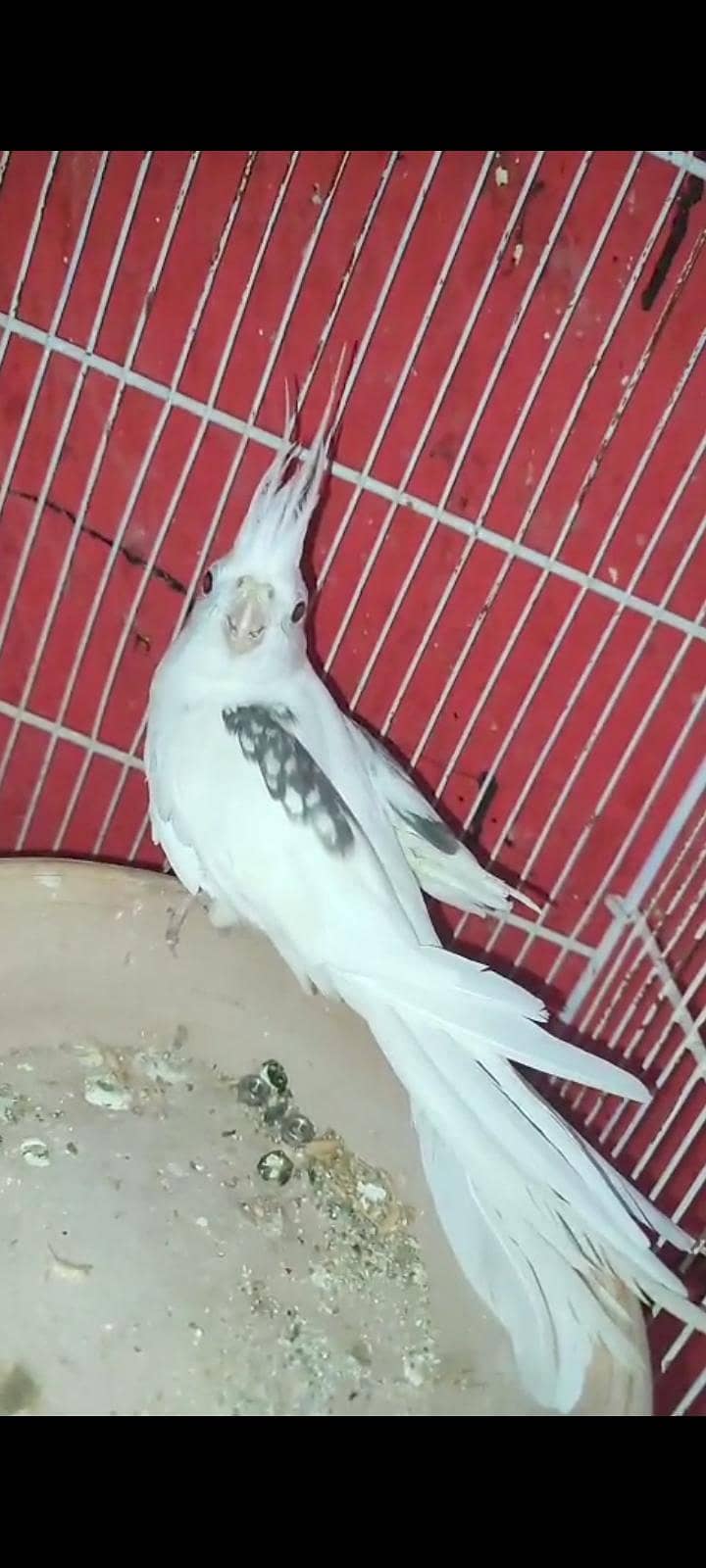 Cocktail breeder pair 2