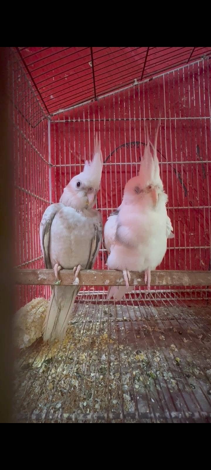Cocktail breeder pair 3