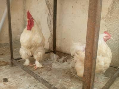 heavy white buff pair for sale