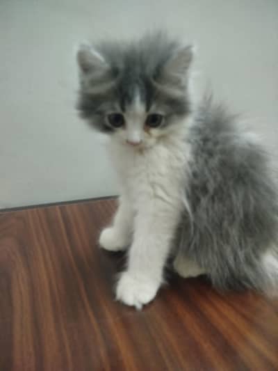 2 Beautiful Kitten Pair for Sale
