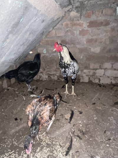 2 aseel murgiya or 1 murga
