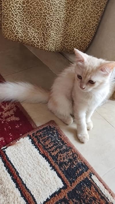 Beautiful Cream & White Fluffy Persian Kitten