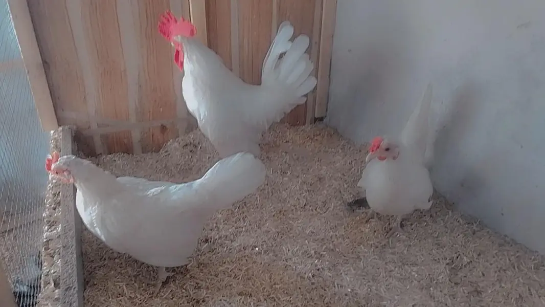 Japanese Bantam Trio Set — photo 2