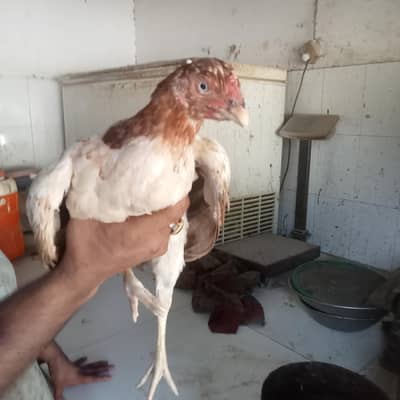 Aseel Murgy for sale