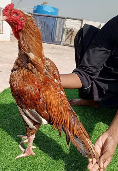 High quality peela murgha urgent for sale