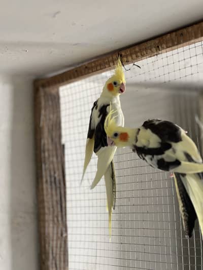 Lutino Pied Breeder Pair nail tale fly ok