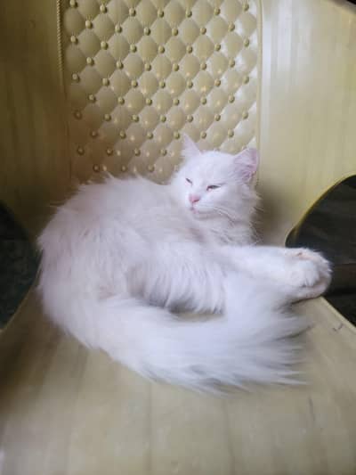 Persian cat female contact (03451859409)