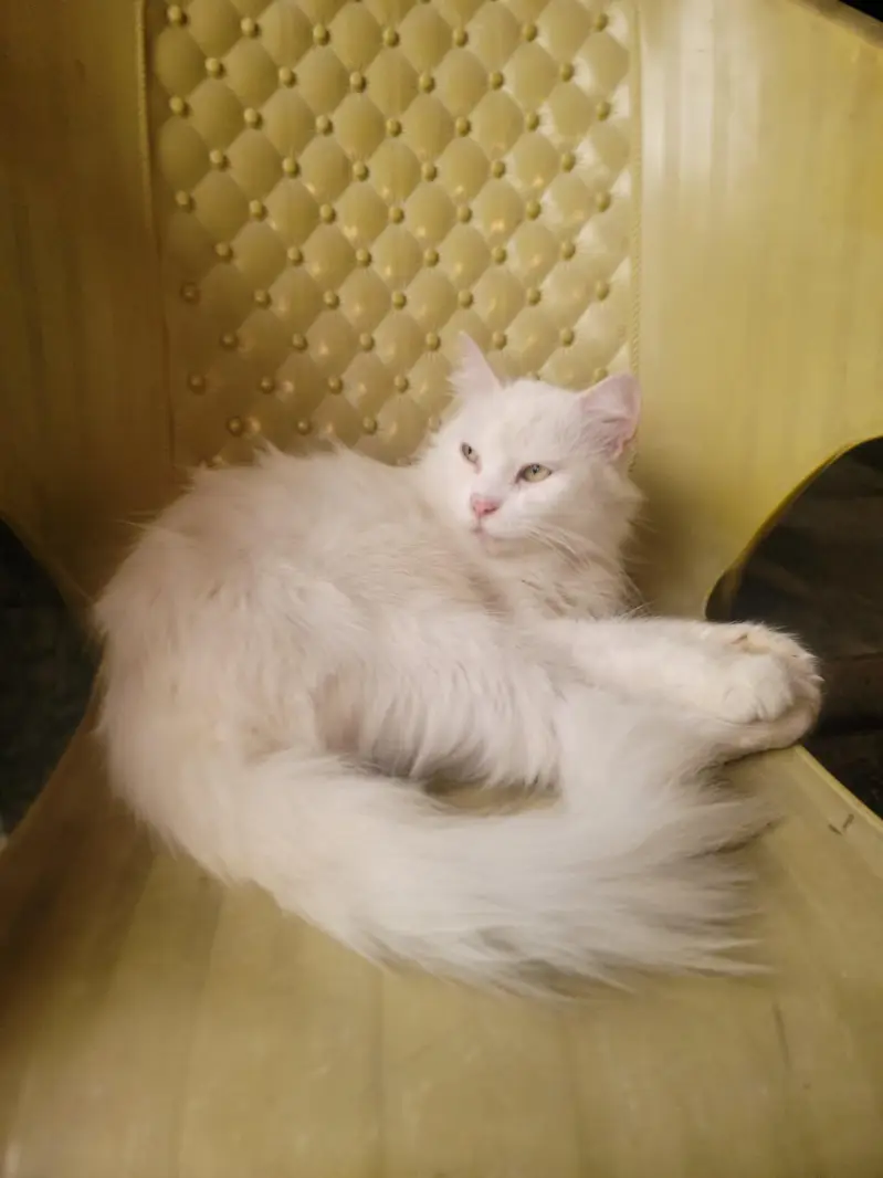 Persian cat female contact (03451859409) — photo 2