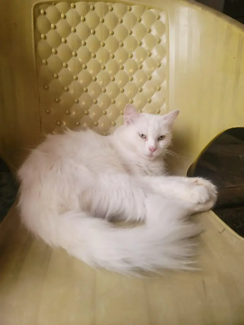 Persian cat female contact (03451859409) — photo 3