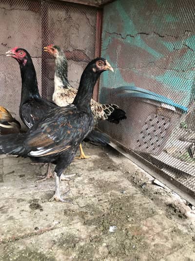 Mianwali female for sale murghi pathi egg laying