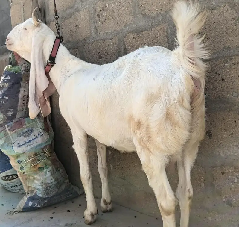 Full Gulabi Gabban Tyar Bakri For Sale 03162918168 — photo 2