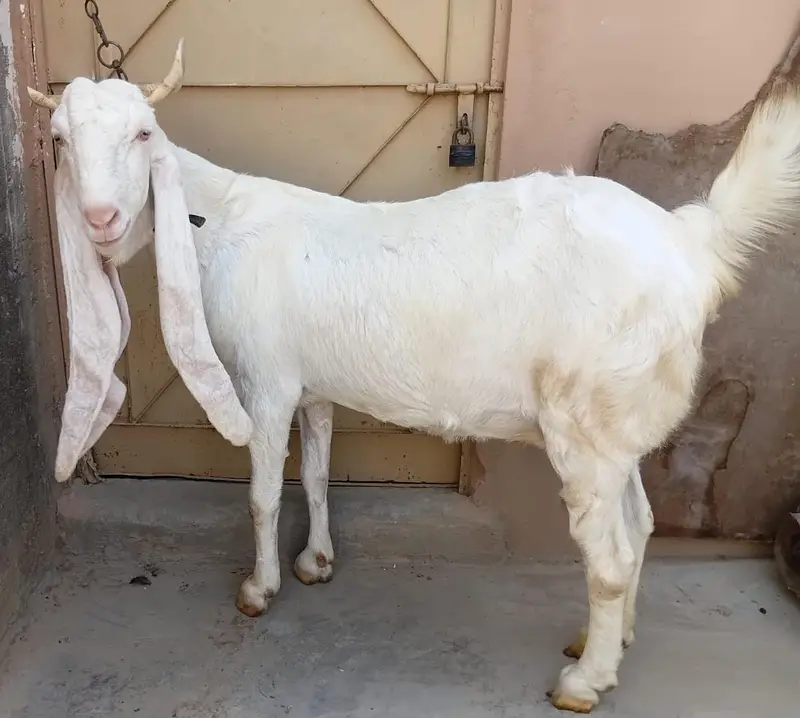 Full Gulabi Gabban Tyar Bakri For Sale 03162918168 — photo 3