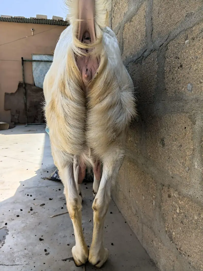 Full Gulabi Gabban Tyar Bakri For Sale 03162918168 — photo 4