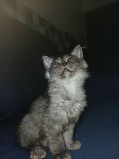 Limited Cats Colours available pure parisan no cross