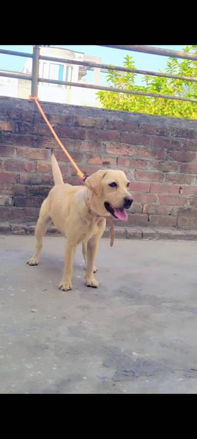 British labrador