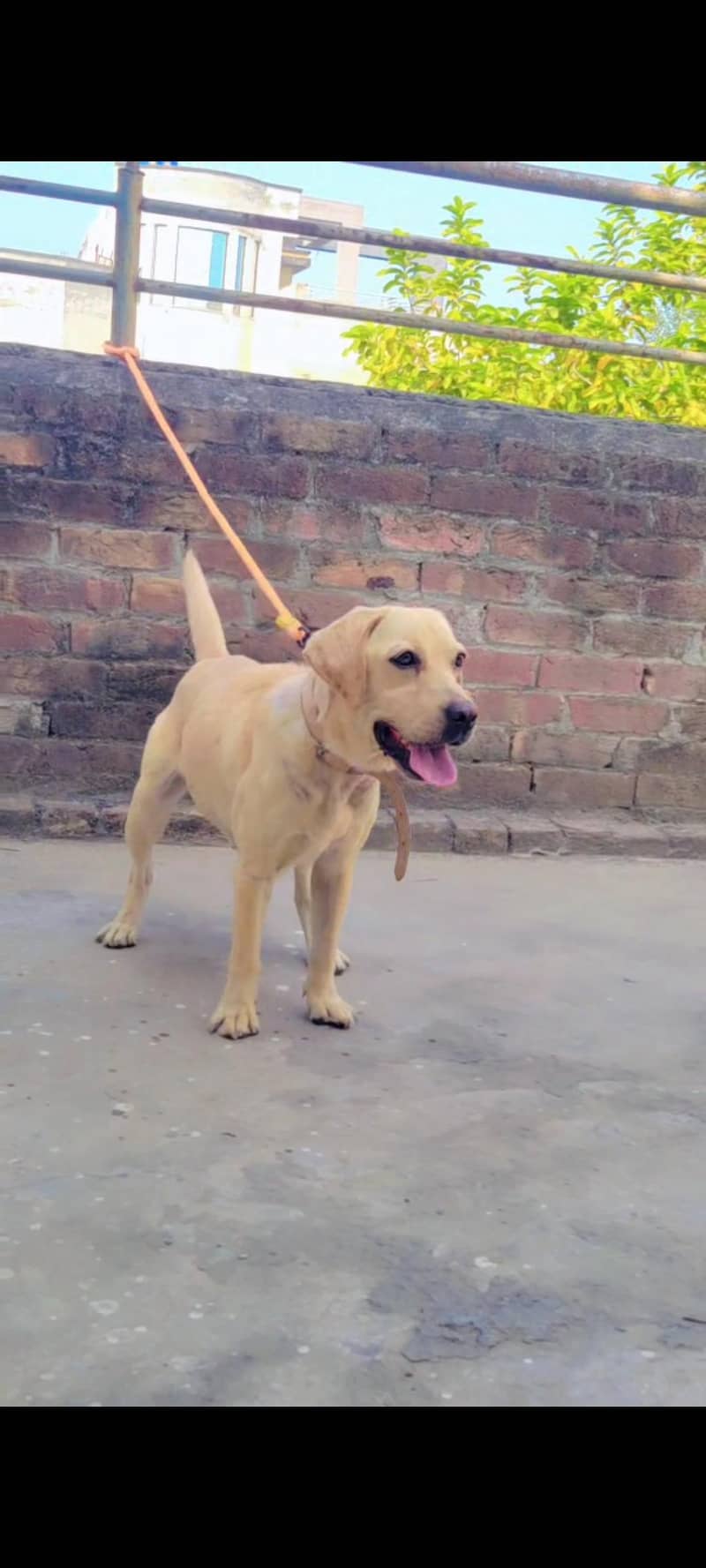 British labrador 0