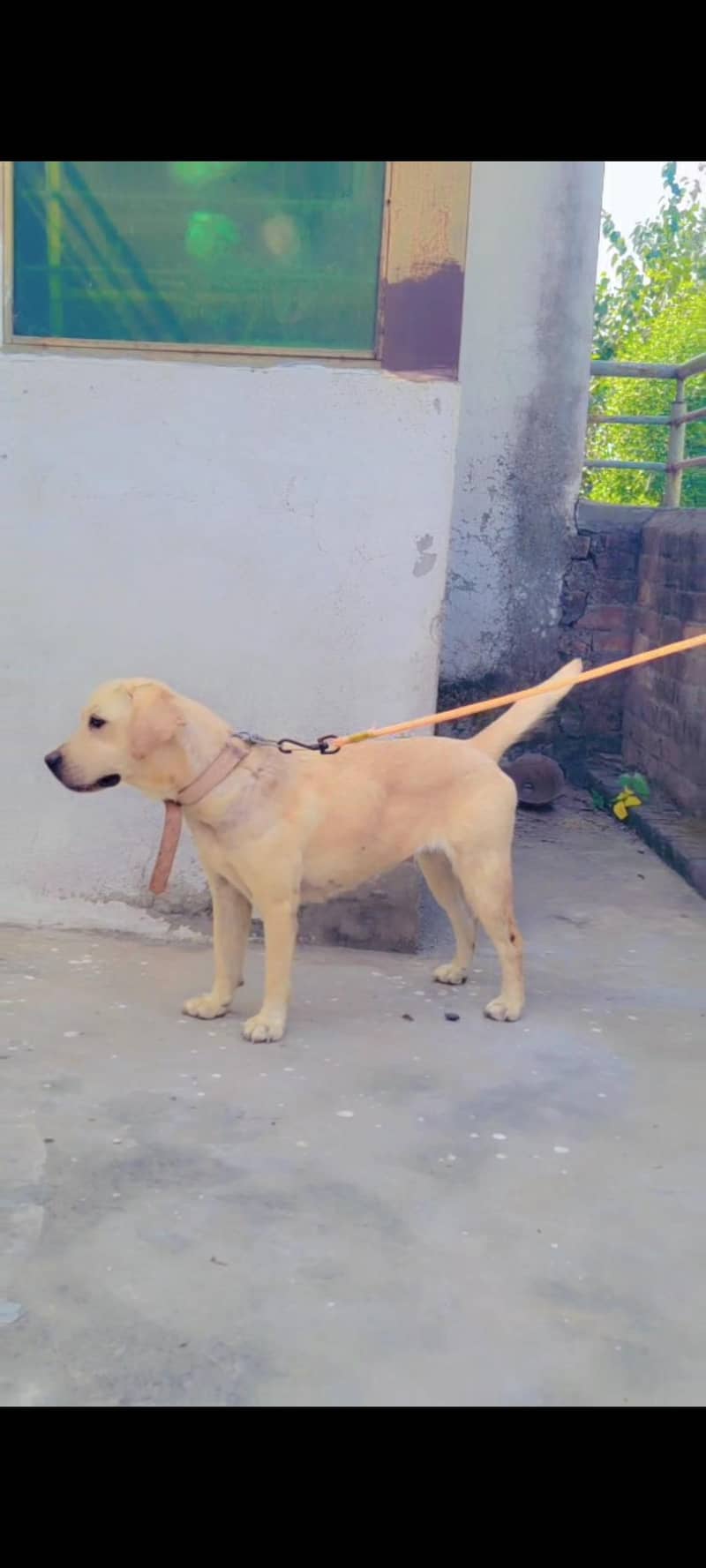 British labrador 1