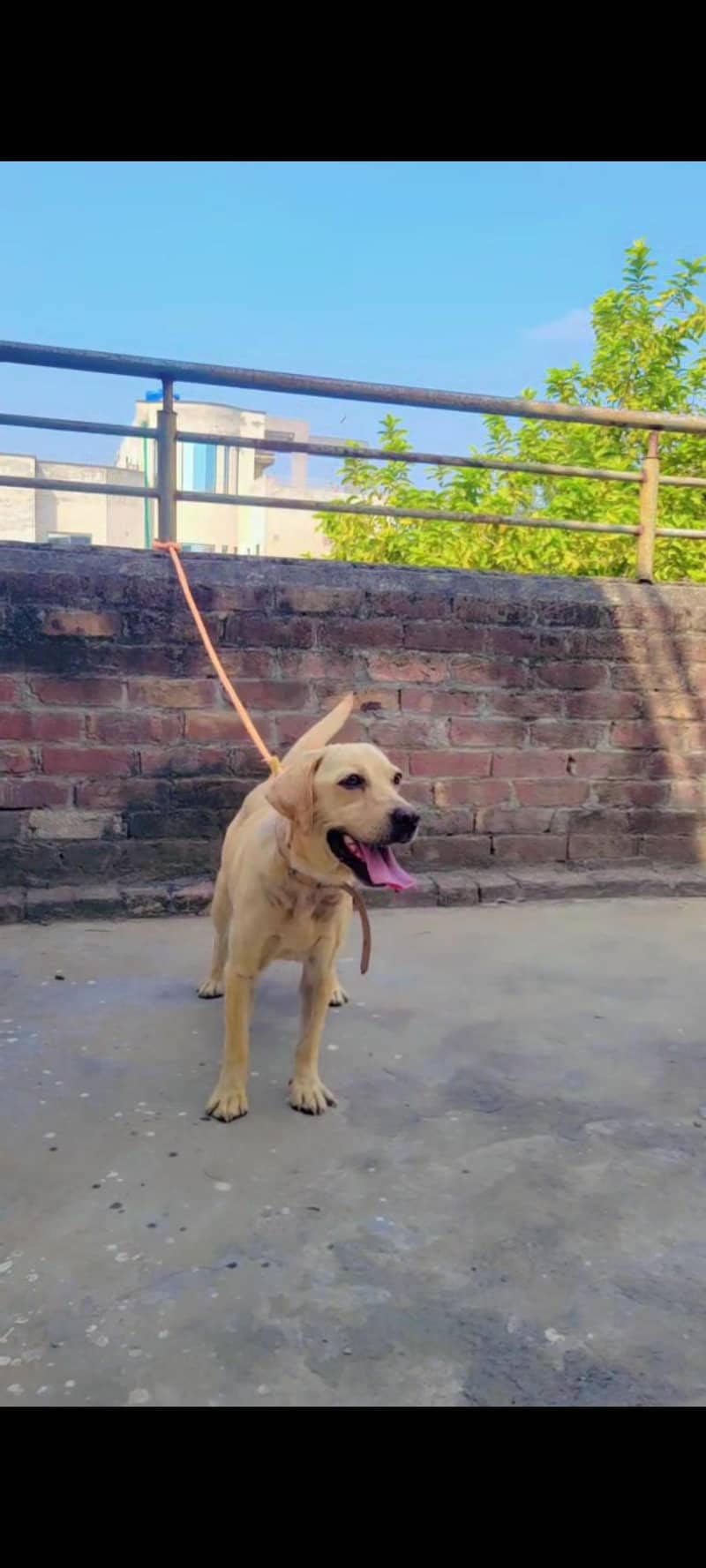 British labrador 2