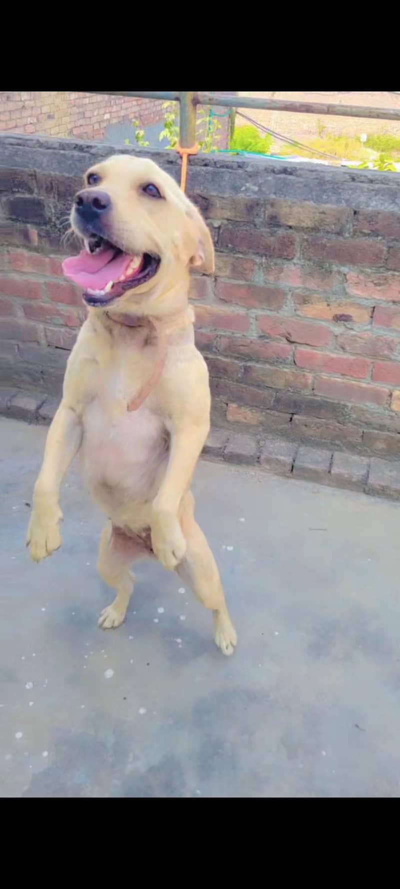 British labrador 3
