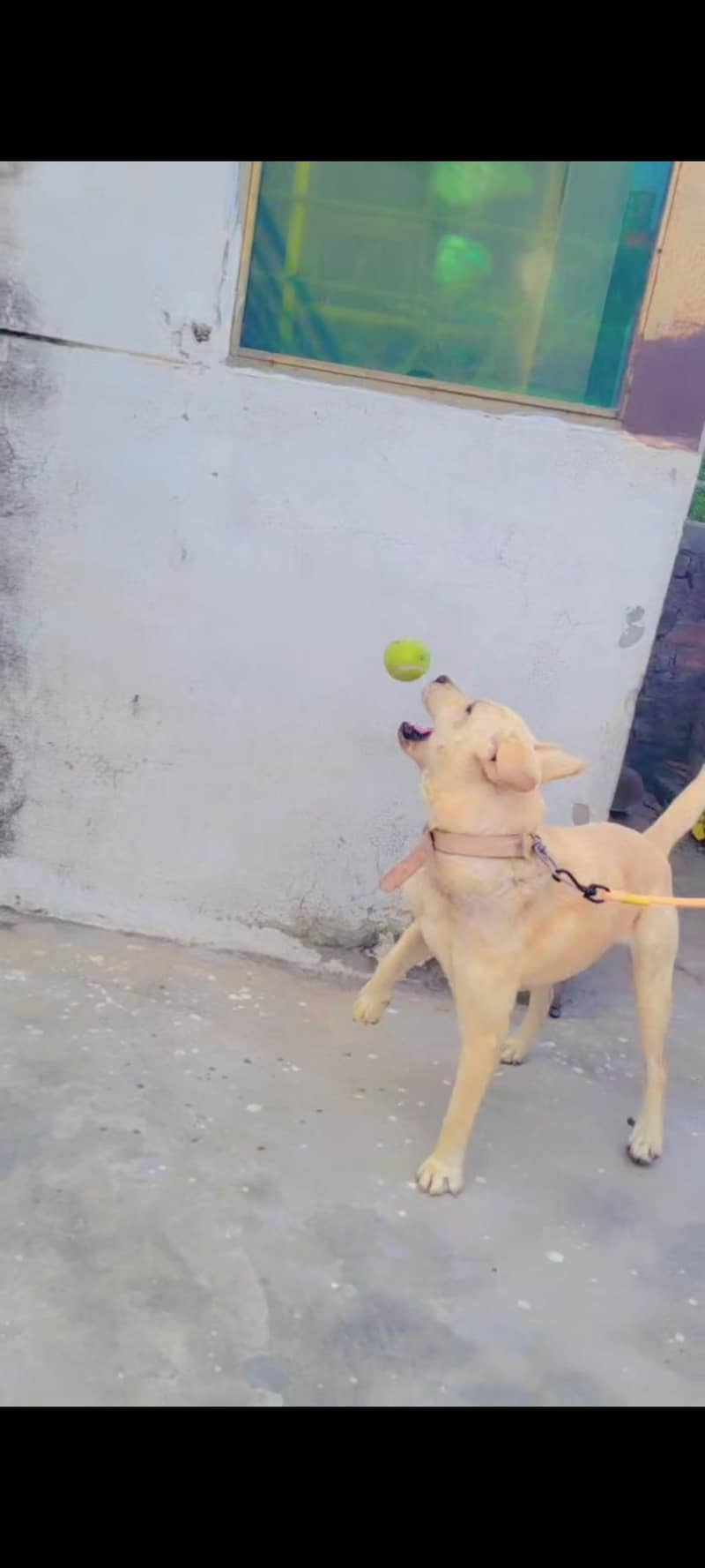 British labrador 4