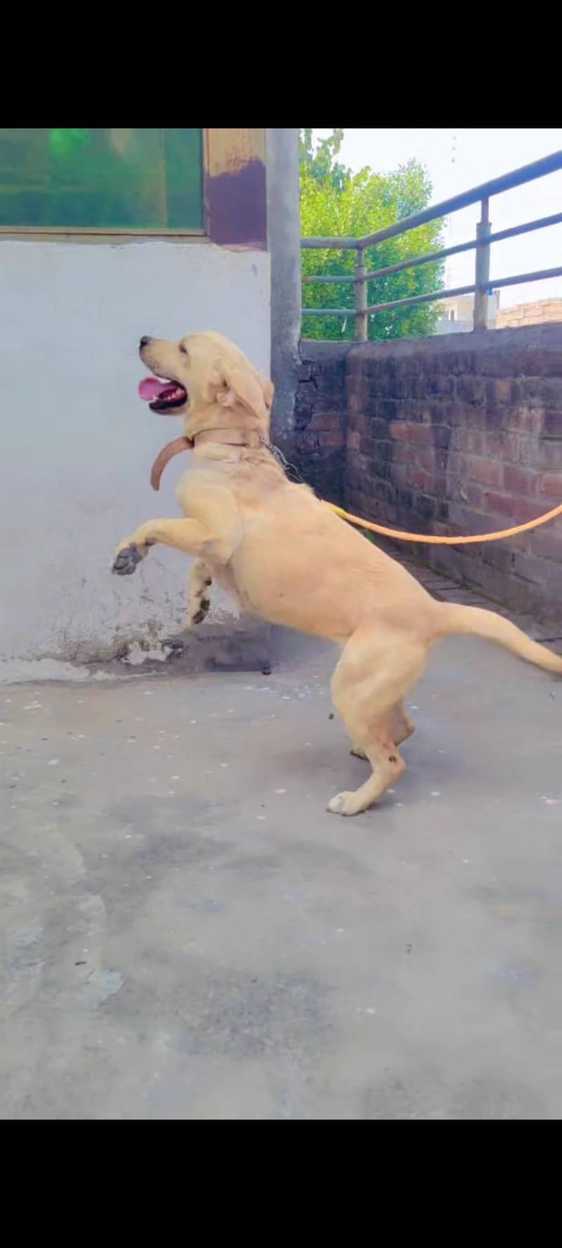 British labrador 5