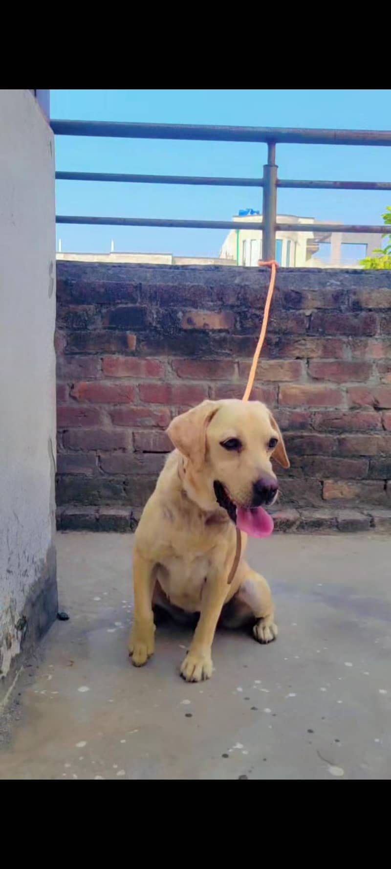 British labrador 6