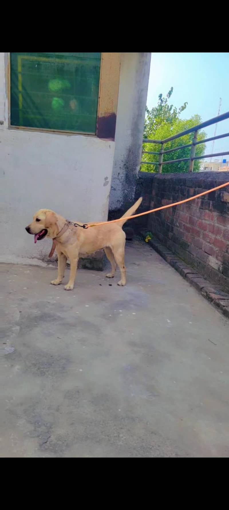 British labrador 7