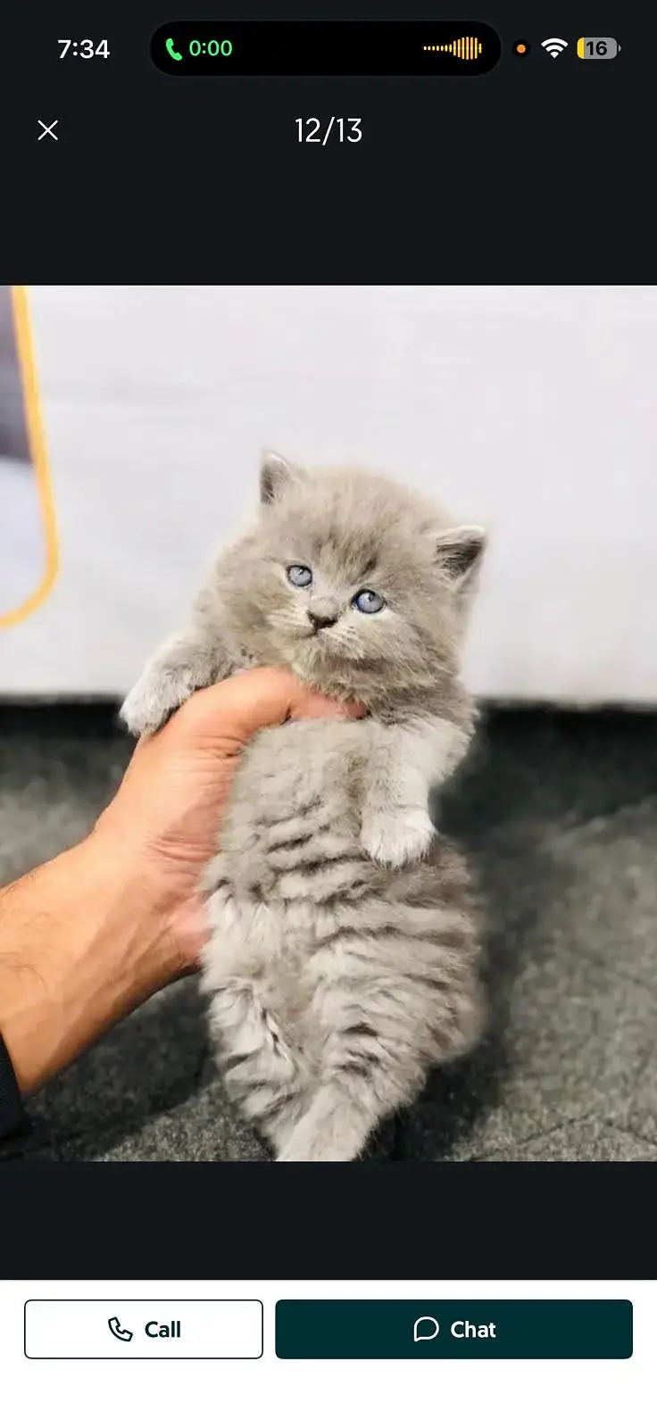 cash on delivery available Persian punch face cat kitten — photo 2