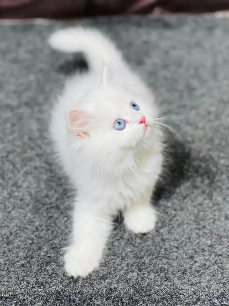 cash on delivery available Persian punch face cat kitten — photo 3