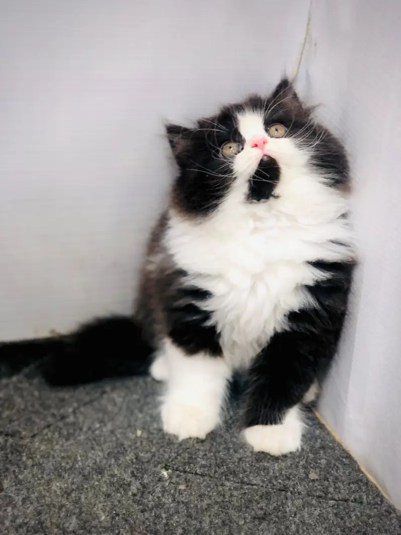 cash on delivery available Persian punch face cat kitten — photo 10
