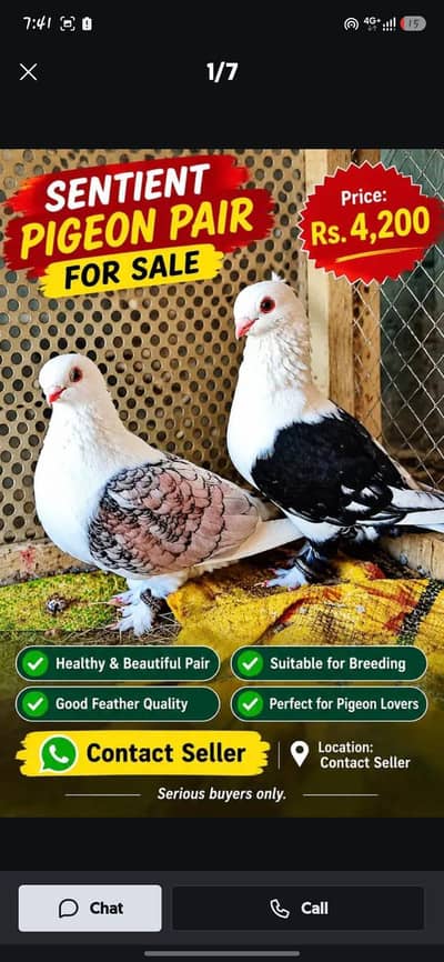 Asheel shamoo Male Karbelai Male  short face pair available
