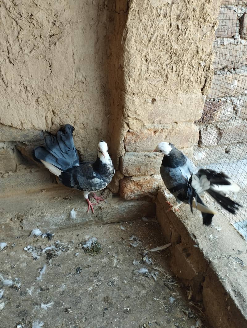 lucky kabootar 1
