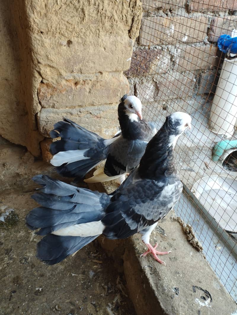 lucky kabootar 2