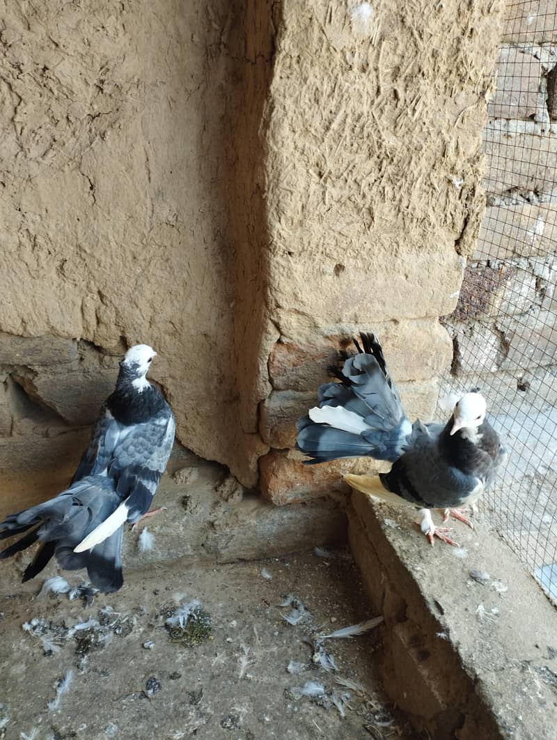 lucky kabootar 3