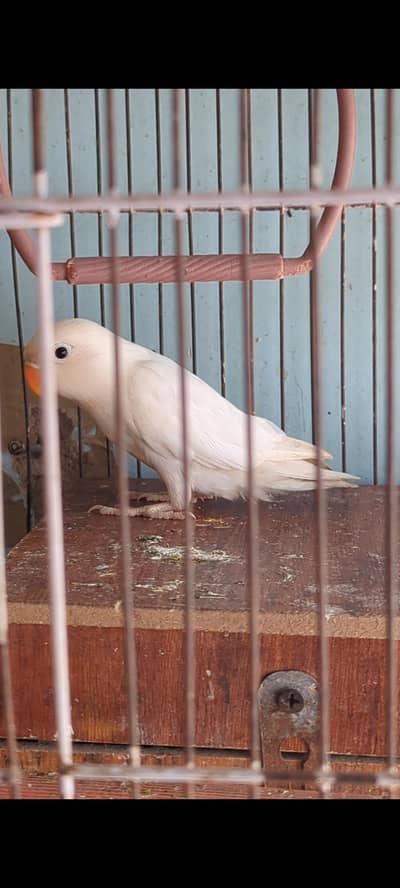 Albino lovebird