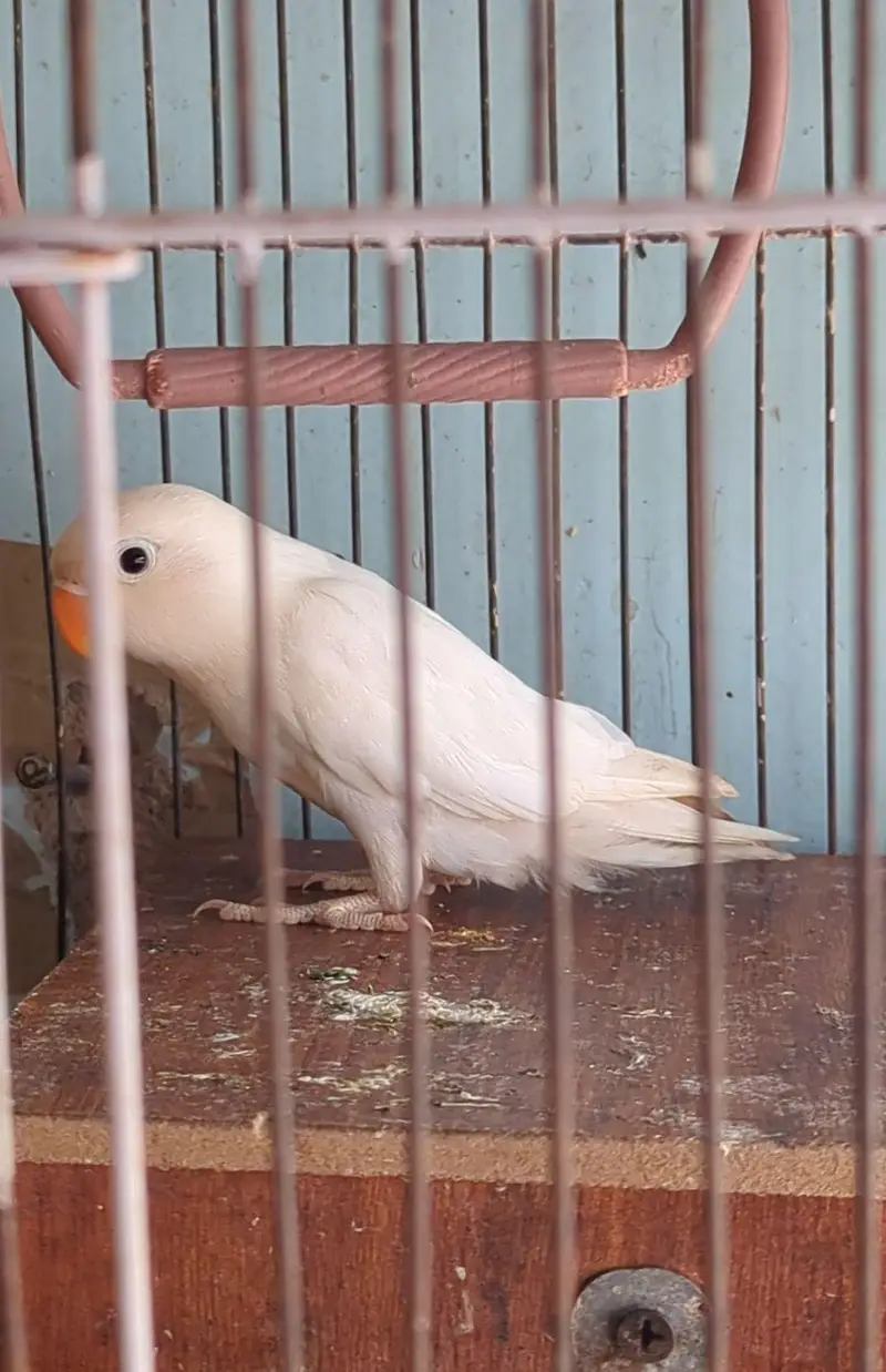 Albino lovebird — photo 2