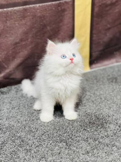 cash on delivery available Persian punch face cat kitten